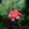 夏の薔薇