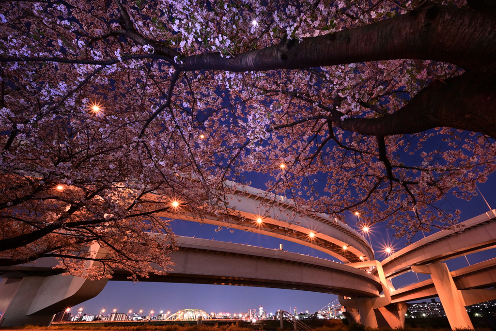 夜桜に酔う
