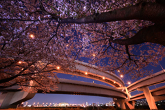 夜桜に酔う