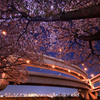 夜桜に酔う