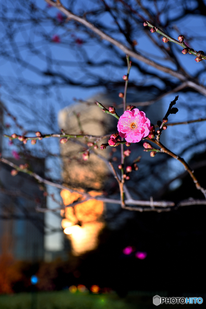 夕陽に輝く梅花