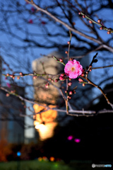 夕陽に輝く梅花