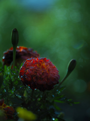 夜明けの赤い薔薇