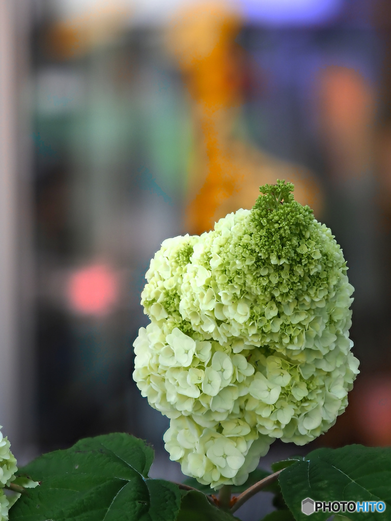 奥行きのある大きな紫陽花