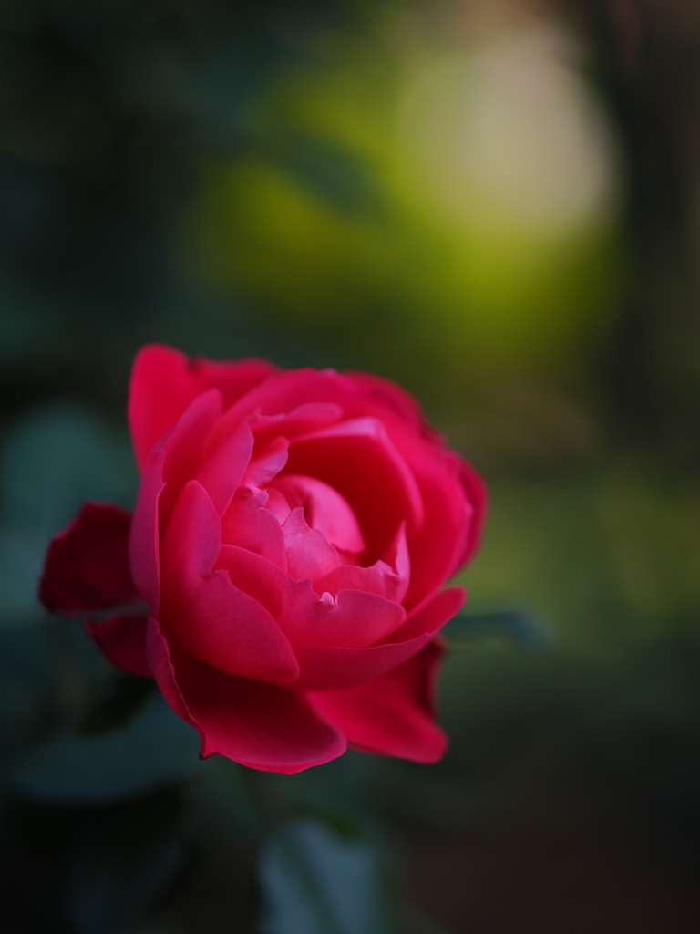 旧古河庭園　秋の薔薇①