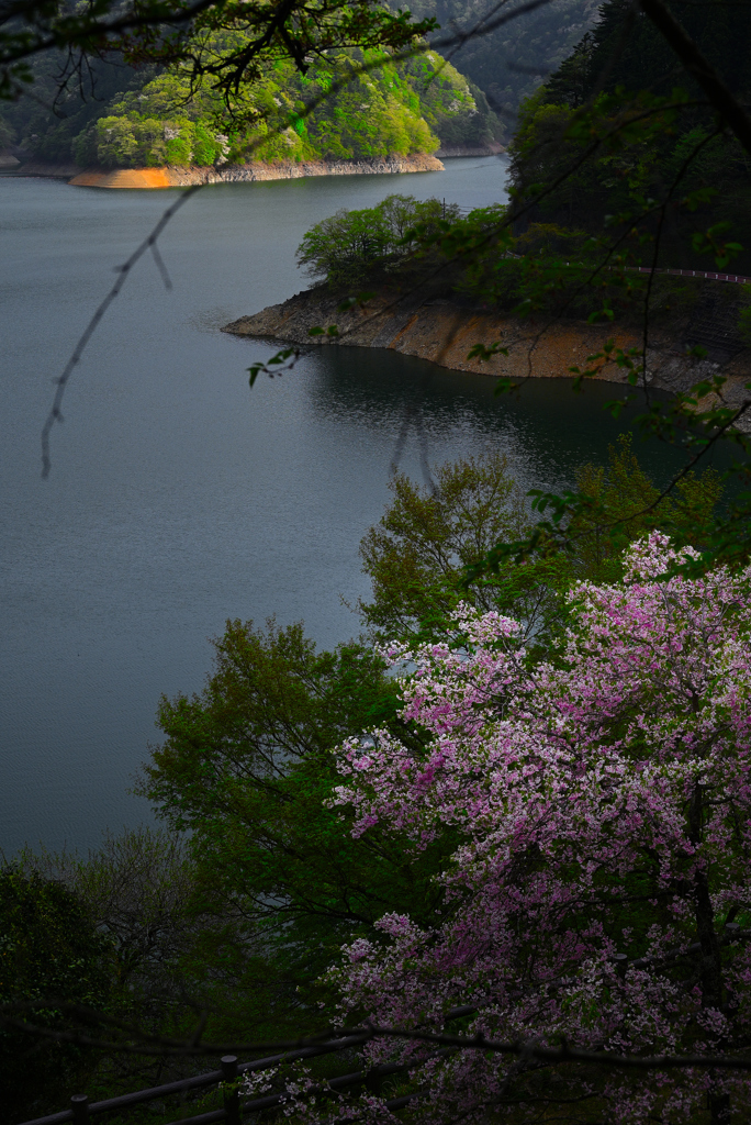 桜咲く、奥多摩湖の夕べ