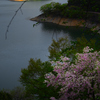 桜咲く、奥多摩湖の夕べ