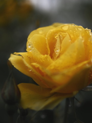 夕暮れの雨を受けて