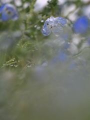 雨上がりの午後