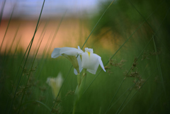 夢の中に咲く六月の白い花