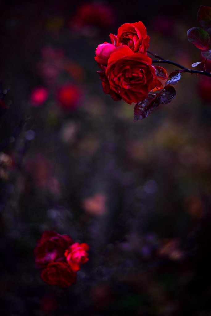 雨に濡れた薔薇