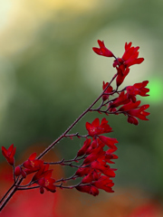 朝の紅い花