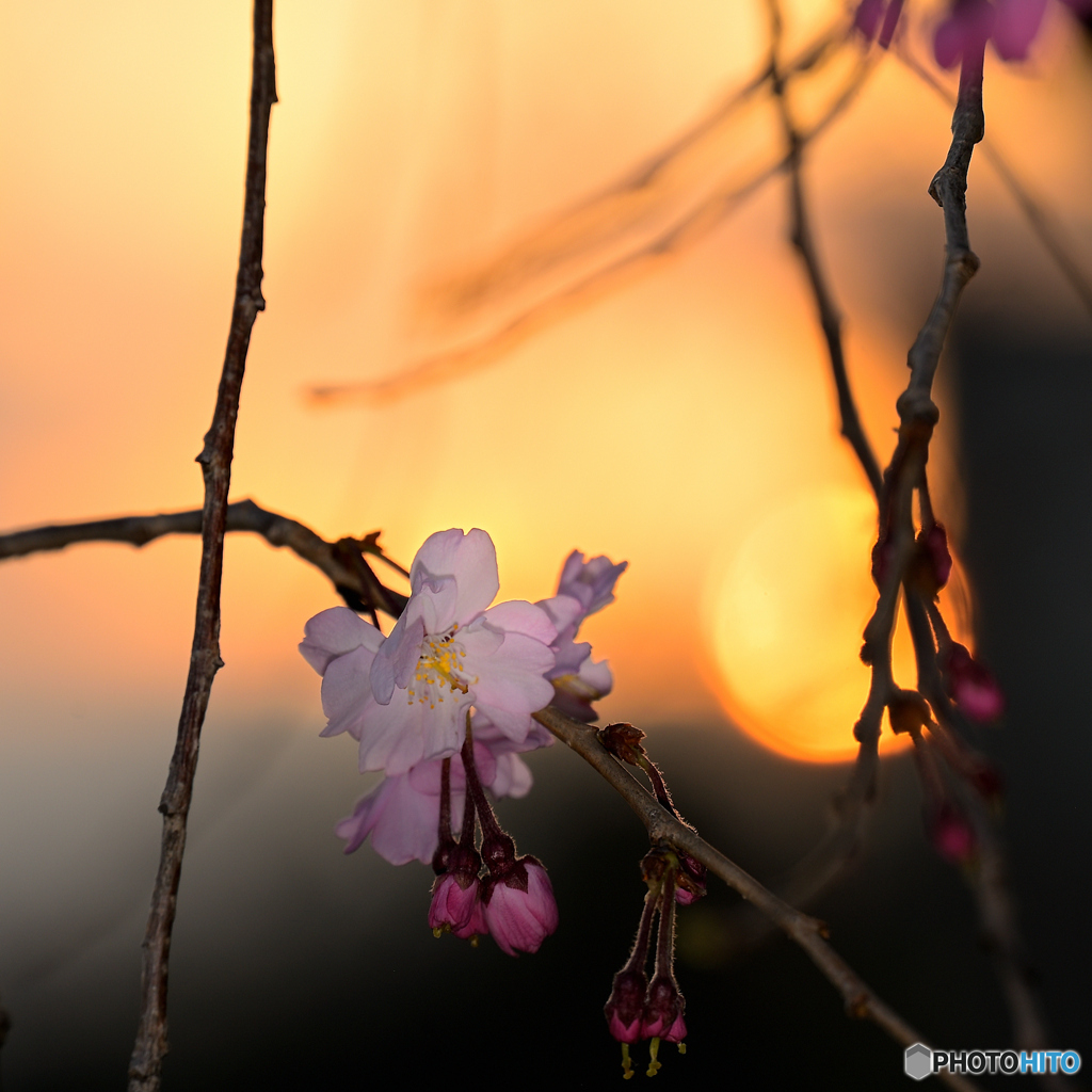 夕陽と枝垂桜