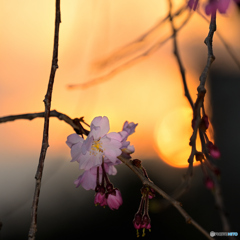 夕陽と枝垂桜