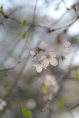 風にそよぐ枝垂桜