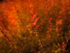 194　師走の夕陽を受けて