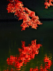 煌く水面