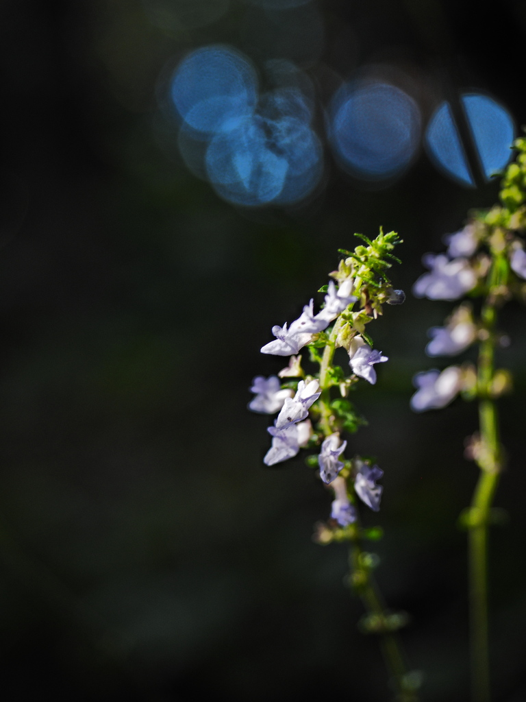 高尾山の植物4