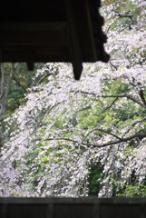 内庭大門越しの枝垂桜