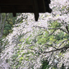 内庭大門越しの枝垂桜