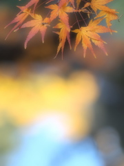 華やかな秋