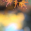 華やかな秋