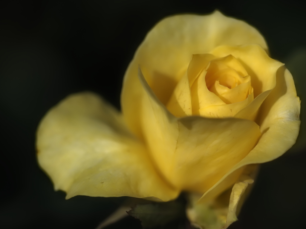 旧古河庭園　秋の薔薇③