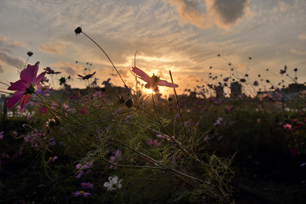 　150　夕陽に照らされて