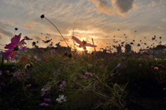 　150　夕陽に照らされて