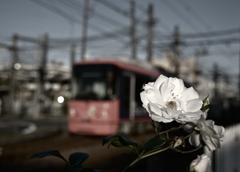 149　赤と白の交わるとき