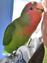 155　優しいキューちゃん