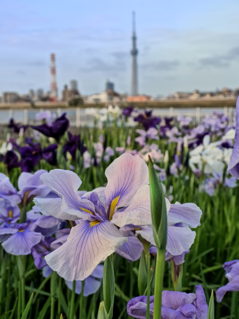 朝日を浴びて