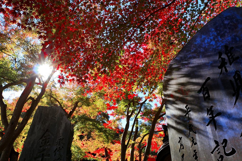 高尾山　紅葉の海