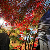 高尾山　紅葉の海