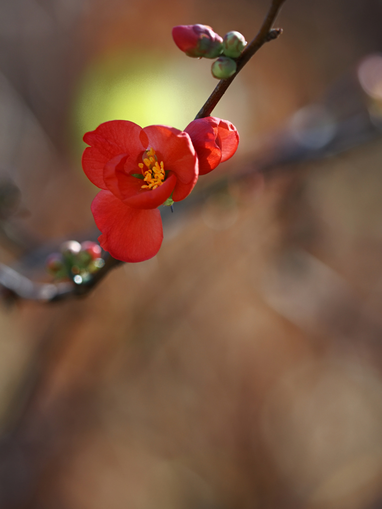 紅梅