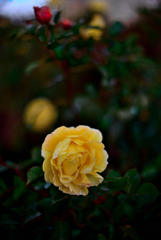 冬の薔薇