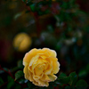 冬の薔薇