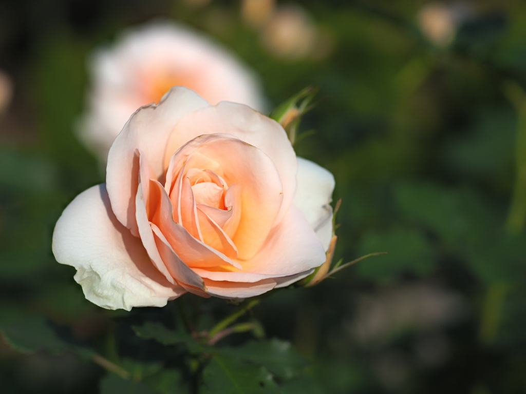 旧古河庭園　秋の薔薇⑤