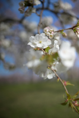 桜の園