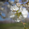 桜の園