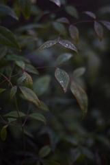 小雨の後