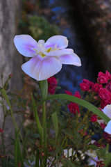 安曇野の水路沿いの菖蒲と薔薇