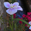 安曇野の水路沿いの菖蒲と薔薇