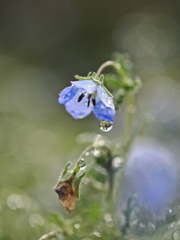 花びらの涙