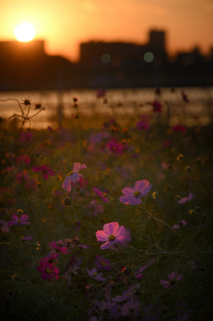 154　晩秋の一時