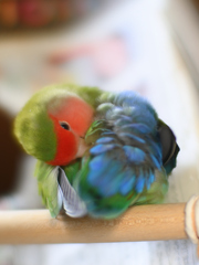 20　毛繕いするキューちゃん