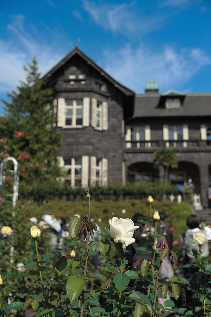 旧古河庭園の白薔薇
