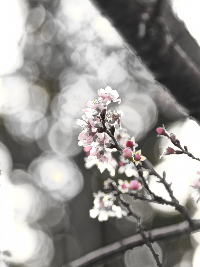 192　師走の十月桜