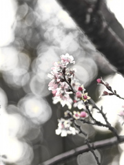 192　師走の十月桜