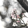 192　師走の十月桜